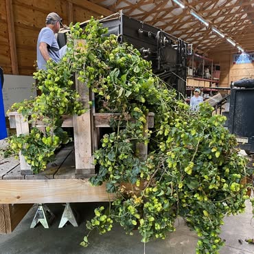 Little Miami Brewing Company worker processing freshly harvested hop vines in preparation for brewing.