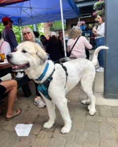 Pet Friendly Breweries: The Perfect Place for Pints and Paws