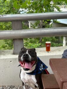 Types of Beer: A Comprehensive Guide for Beer Enthusiasts